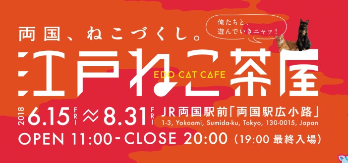 猫カフェの江戸ねこ茶屋行ってきた！【混雑具合、時間、詳しい場所のまとめ】